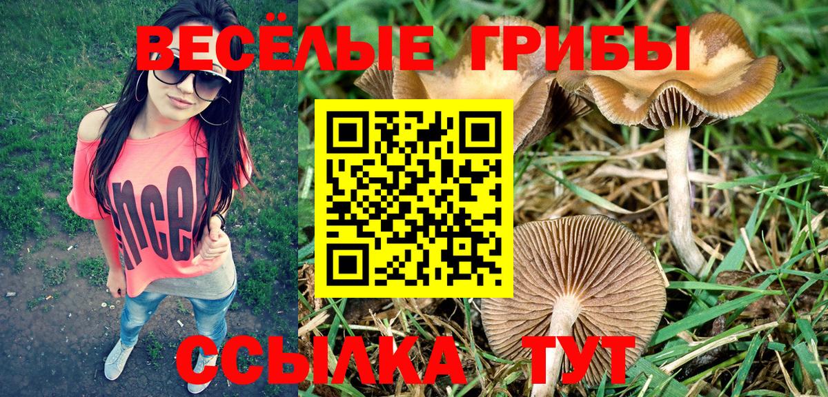 Галлюциногенные грибы Cubensis Новоалександровск